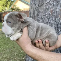 🇬🇧 Fendi , a female English Bulldog for sale in Houston, TX – Photo 4 of 4