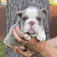 🇬🇧 Fendi , a female English Bulldog for sale in Houston, TX – Photo 2 of 4