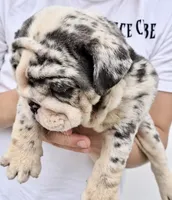 Dior , a female English Bulldog for sale in Houston, TX – 2 of 2