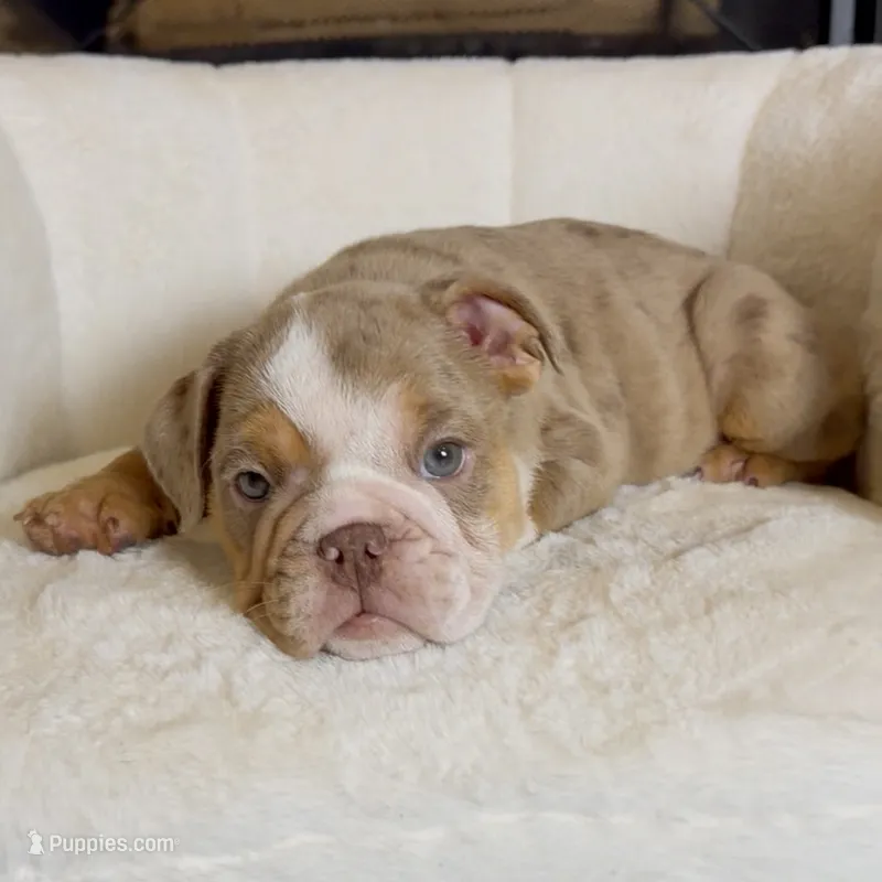 Josie  – English Bulldog puppy for sale in Houston, TX