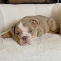 Josie , a female English Bulldog for sale in Houston, TX – 1 of 4