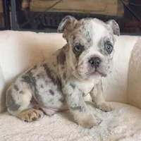 Max , a male English Bulldog for sale in Houston, TX – 2 of 3
