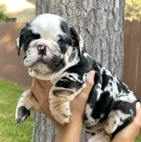 Ghost , a male English Bulldog for sale in Houston, TX – 3 of 3