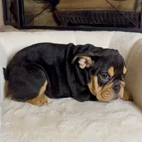 Roxy, a female English Bulldog for sale in Houston, TX – 2 of 4