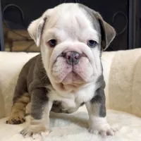 Diesel , a male English Bulldog for sale in Houston, TX – 2 of 4