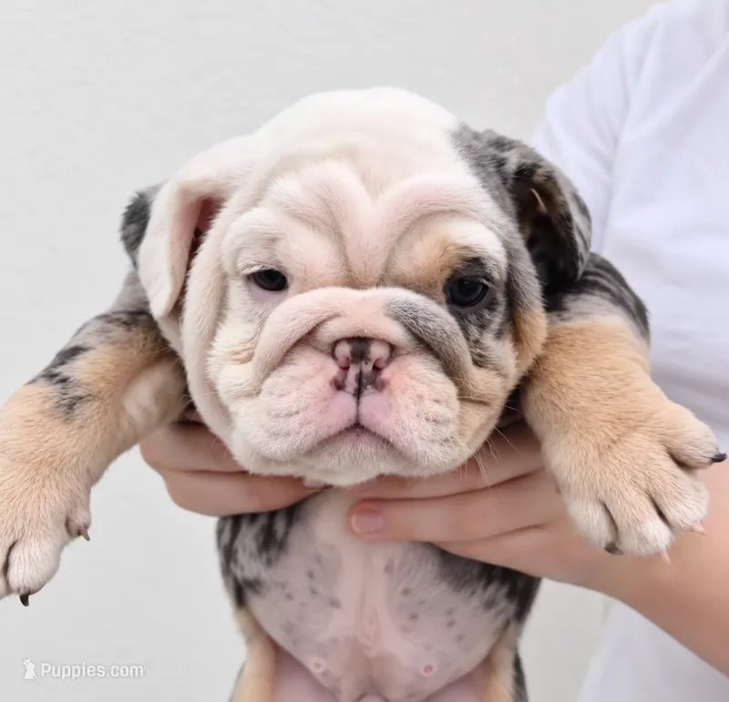 Gucci – English Bulldog puppy for sale in Houston, TX