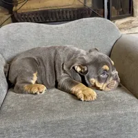 Bruno , a male English Bulldog for sale in Houston, TX – 2 of 4