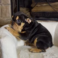Roxy, a female English Bulldog for sale in Houston, TX – 3 of 4