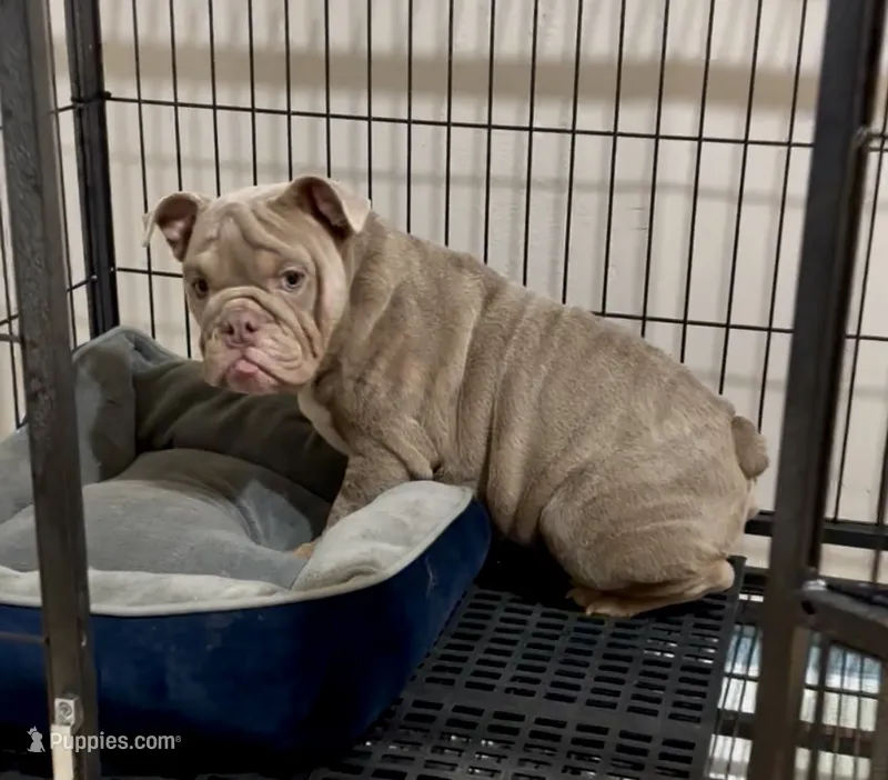 Rosie  – English Bulldog puppy for sale in Houston, TX