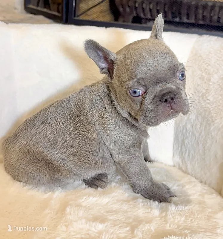 Blue – French Bulldog puppy for sale in Houston, TX