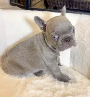Blue, a male French Bulldog for sale in Houston, TX – 1 of 3