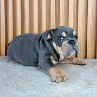 Bruno, a male English Bulldog for sale in Houston, TX – 3 of 3