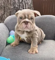 🇬🇧 Tank 🧢, a male English Bulldog for sale in Houston, TX – Photo 3 of 4