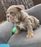 🇬🇧 Tank 🧢, a male English Bulldog for sale in Houston, TX – Photo 2 of 4