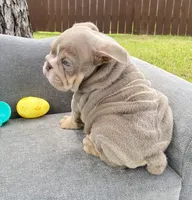 🇬🇧 Tank 🧢, a male English Bulldog for sale in Houston, TX – Photo 4 of 4