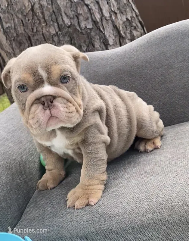 🇬🇧 Tank 🧢 – English Bulldog puppy for sale in Houston, TX