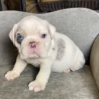 Frost , a male English Bulldog for sale in Houston, TX – 3 of 3
