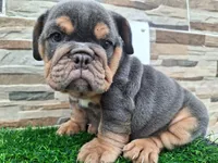 Ruby , a female English Bulldog for sale in Houston, TX – 2 of 4