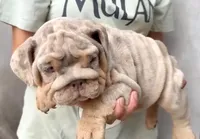 Diesel , a male English Bulldog for sale in Houston, TX – 3 of 4