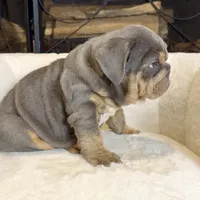 Zeus , a male English Bulldog for sale in Houston, TX – 3 of 4