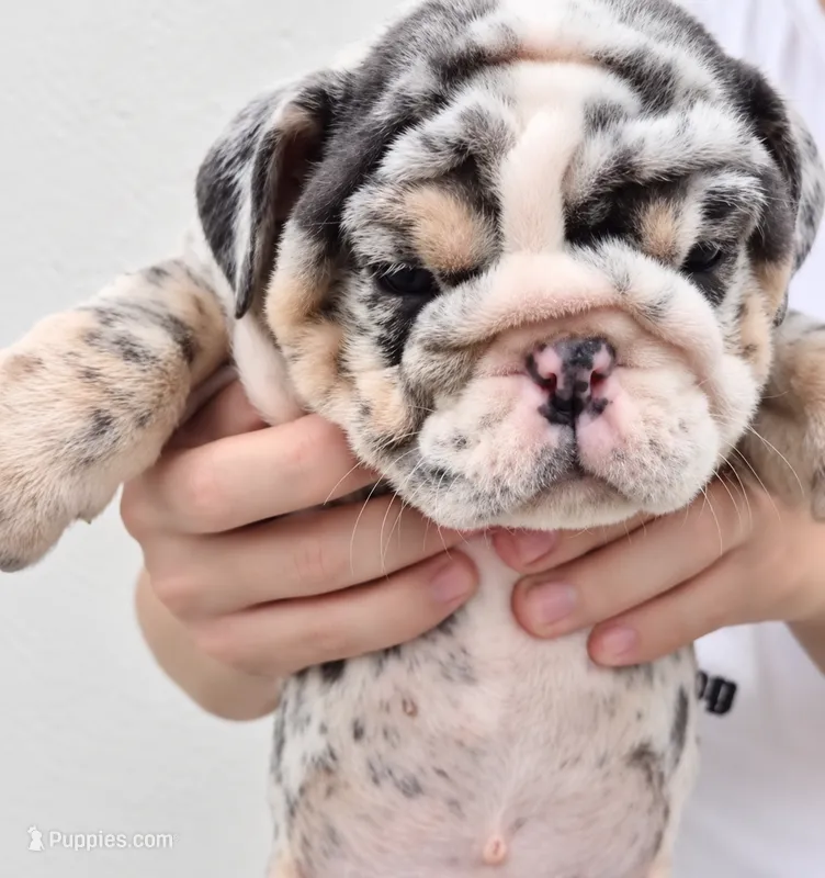 Dior  – English Bulldog puppy for sale in Houston, TX