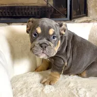 Zoey , a female English Bulldog for sale in Houston, TX – 4 of 4