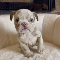 Daisy , a female English Bulldog for sale in Houston, TX – 4 of 4