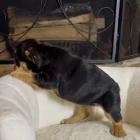 Roxy, a female English Bulldog for sale in Houston, TX – 3 of 4