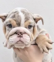 Chanel , a female English Bulldog for sale in Houston, TX – 2 of 2