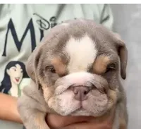 Tank , a male English Bulldog for sale in Houston, TX – 2 of 4
