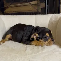 Roxy, a female English Bulldog for sale in Houston, TX – 2 of 4