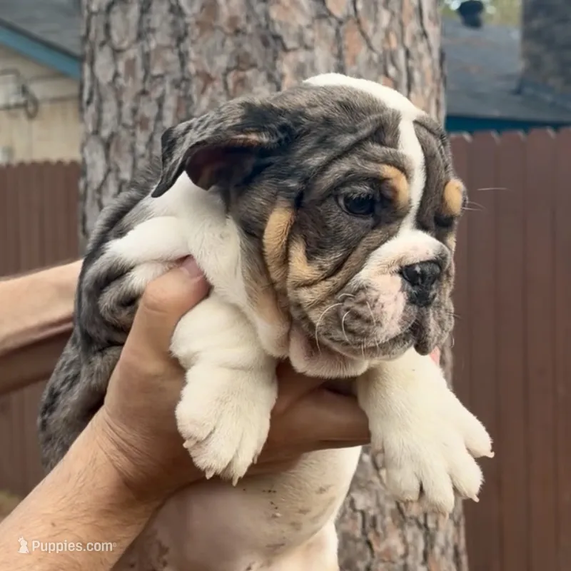 Fendi – English Bulldog puppy for sale in Houston, TX