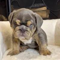 Zeus , a male English Bulldog for sale in Houston, TX – 2 of 4