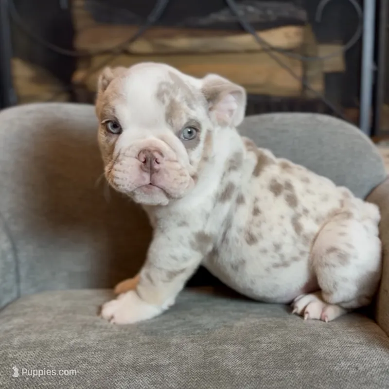 Mallow  – English Bulldog puppy for sale in Houston, TX