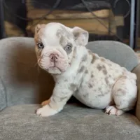 Mallow , a male English Bulldog for sale in Houston, TX – 1 of 5