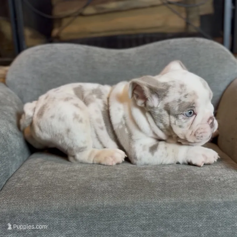 Mallow  – English Bulldog puppy for sale in Houston, TX