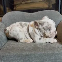 Mallow , a male English Bulldog for sale in Houston, TX – 3 of 5