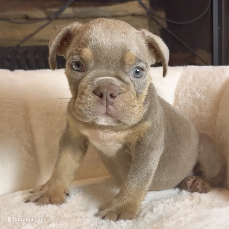 Bella  – English Bulldog puppy for sale in Houston, TX