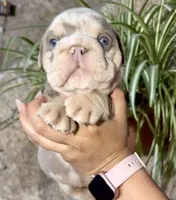 Atlas , a male English Bulldog for sale in Houston, TX – Photo 2 of 5