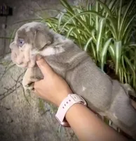 Atlas , a male English Bulldog for sale in Houston, TX – Photo 4 of 5