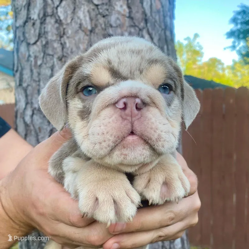 Atlas  – English Bulldog puppy for sale in Houston, TX