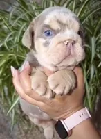 Atlas , a male English Bulldog for sale in Houston, TX – Photo 1 of 5