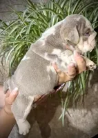Atlas , a male English Bulldog for sale in Houston, TX – Photo 3 of 5