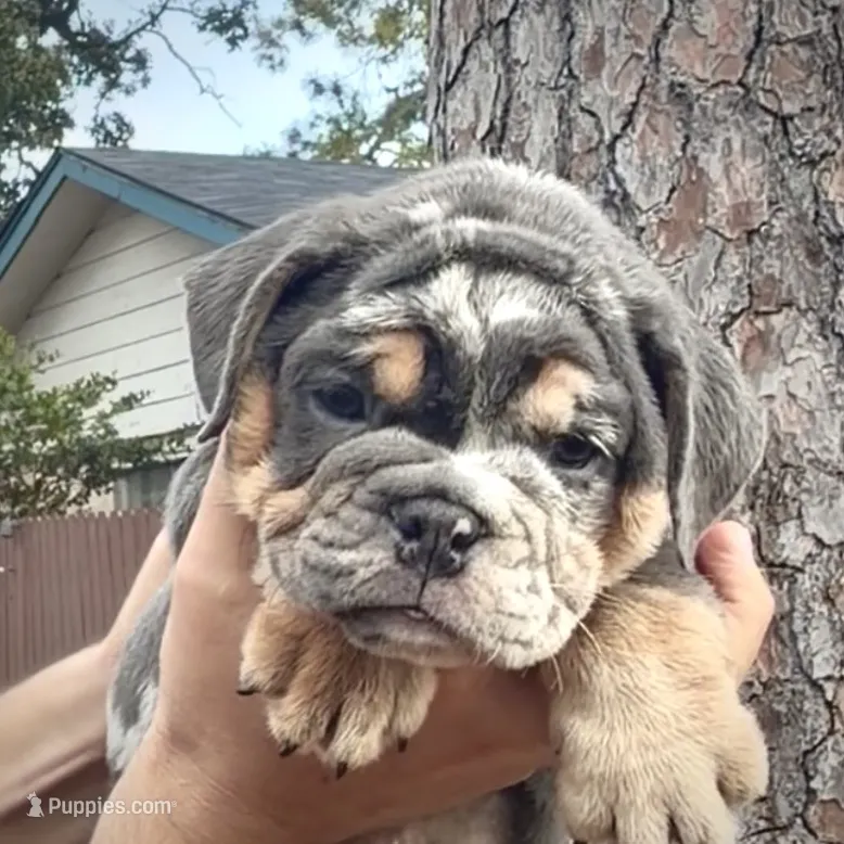 Diesel  – English Bulldog puppy for sale in Houston, TX
