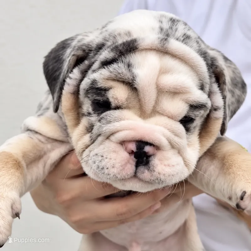 Rocky  – English Bulldog puppy for sale in Houston, TX