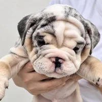 Rocky , a female English Bulldog for sale in Houston, TX – 1 of 2
