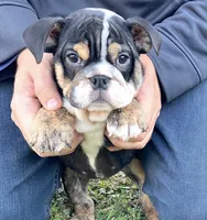 processed/56a148d8-644e-4b81-afa6-16cc44d95a20/listing/52e1148e-bbd7-4f2b-b38c-cd4f9a2d51dc/6c131cc6-6a79-4476-87ca-4742b4a150f1