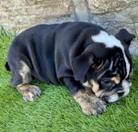 processed/56a148d8-644e-4b81-afa6-16cc44d95a20/listing/52e1148e-bbd7-4f2b-b38c-cd4f9a2d51dc/6e106f42-4a48-438e-bbe1-60a07474e5d5