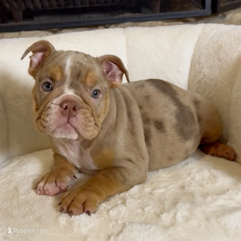 Daisy  – English Bulldog puppy for sale in Houston, TX