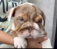 Hazel , a female English Bulldog for sale in Houston, TX – 5 of 5